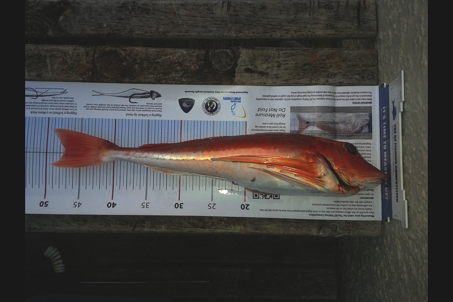 Jeremy Arnold caught this 47.0cm Gurnard at Bluff during The Export NZ Fishing Competition
